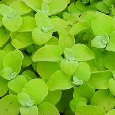 Image result for Helichrysum lineare