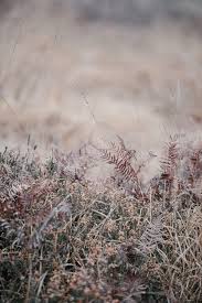 Selective Focus Photo Of Dried Plants Background For Photography Blur Photo Background Dslr Background Images