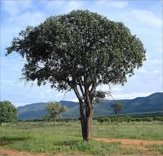 Image result for Lannea discolor