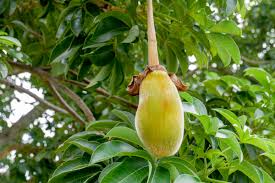 Pain De Singe Le Fruit Du Baobab