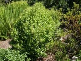 Image result for Justicia capensis