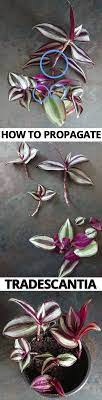 Pin On Plants