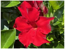 Image result for dipladenie hybrida rio obrázek