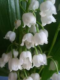 Lily Of The Valley Lily Of The Valley Flowers Valley Flowers Lily Of The Valley