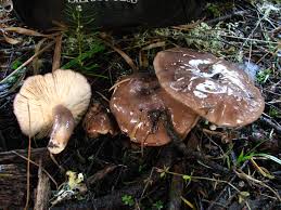 Image result for Lactarius mutabilis