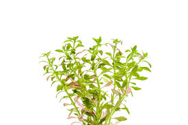 Image result for Limnophila