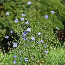 Image result for Cichorium