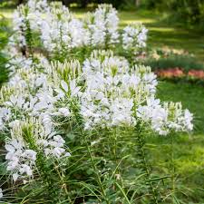 Image result for Cleome bororensis