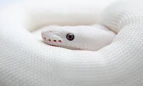 Albino Piebald Royal Python Albino Animals Animals Beautiful Beautiful Snakes