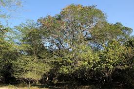 Image result for Newtonia hildebrandtii