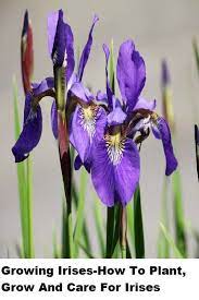 Growing Irises How To Plant Grow And Care For Irises In 2020 Growing Irises Iris Flowers Trees To Plant