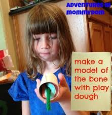This model is composed of two components, a 3d curve representing its central axis and a series of ellipses centralized on the 3d curve. Science Sunday Parts Of The Bone Model Human Body Science Preschool Science Activities Homeschool Science