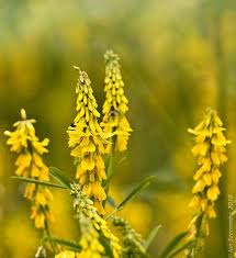 Flowers that bloom in july and august uk. Ribbed Melilot Plants Native Plants Wild Flowers
