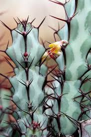 Image result for Tridentea marientalensis