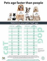 Stellas Cat Log Pet Age Chart Companion Veterinary Hospital