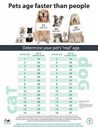 stellas cat log pet age chart companion veterinary hospital