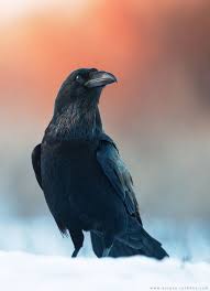 Pin By Bobaboba On Kato Doggo In 2020 Raven Bird Crow Photography Bird Photography