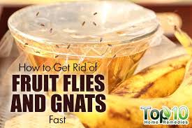 get rid of fruit flies and gnats fast