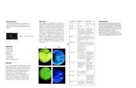 Maybe you would like to learn more about one of these? Introduction This Experiment Was Done To Understand How Are Animal Cells And Plant Cells Are Different This Experiment Was Also To Help Me Understand Ppt Download