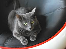 What airlines allow pets in cabin. Booking Emirates Airlines Pet Travel Petrelocation