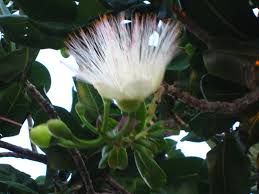 Image result for Barringtonia asiatica