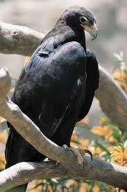 Eagle Birds Of Prey Animals Black Eagle Largest Bird Of Prey Pet Birds Eagle Bird