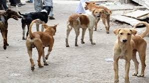 कुंडलवाडीत मोकाट कुत्रे व डुकरांचा वाढता उपद्रव ; नागरिकांमध्ये भीतीचे वातावरणकुंडलवाडी 