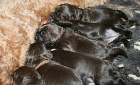 We are a family based breeder of the australian labradoodle. Jajaca Australian Labradoodles Australian Labradoodle Breeders