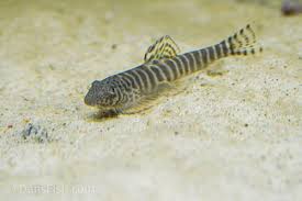 Image result for Phyllorachis