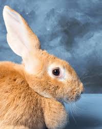 Image result for flemish giant rabbits