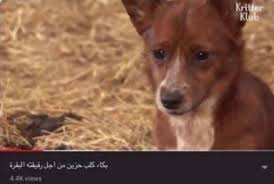 رياكشنات on twitter in 2021 funny cartoon quotes funny science jokes funny reaction pictures