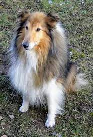 Pin Van Cassie Op Rough Collies And Shelties Honden Schilderij