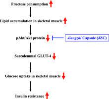 Jiangzhi Capsule Improves Fructose Induced Insulin Resistance In Rats Association With Repair Of The Impaired Sarcolemmal Glucose Transporter 4 Recycling Sciencedirect