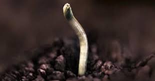 The eggs hatch into worms in a few weeks, and then the cycle continues. 10 Most Terrifying Parasites Ever Cbs News