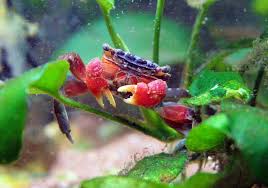 The fiddler crab is extremely interesting to watch especially when it is actively searching for food or when the male fiddler crabs are trying to attract a mate. 7 Awesome Freshwater Crabs For Your Aquarium With Pictures Bya