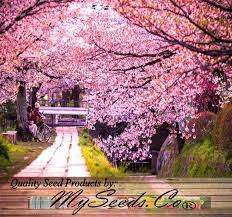 Japanese Sakura Flowering Cherry Prunus Serrulata Tree Seed Japanese Cherry Blossom Tree Zones 5 Japanese Cherry Tree Flowering Cherry Tree Wisteria Tree