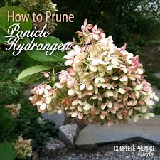 According to hale, hydrangeas take in water through the flower petals as well as through the stems. How To Prune Panicle Hydrangeas The Complete Pruning Guide