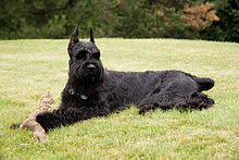 One of the characteristics of the schnauzer is the hair on their snout. Giant Schnauzer Wikipedia