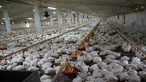 We did not find results for: E Coli And Antibiotic Resistance Impact On The Poultry Sector Biomin Net