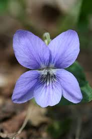 Pin On Vri Wild Violets