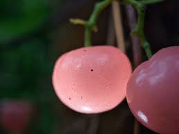 Image result for Cayratia gracilis