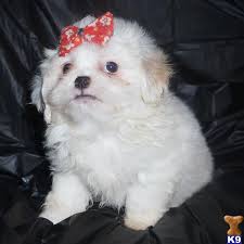 His fur coat is super thick and fluffy, without defects. Pekingese Puppy For Sale Peekapoo Peek A Poo Pekapoo Puppy 7 Years Old