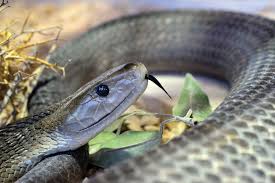 snake