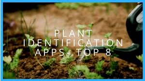 Take the help of your smartphone and download these best plant identification apps! Plant Identification Apps Top 8