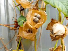 Image result for Aniseia martinicensis