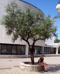 Arbequina Olive Trees For Sale Arbequina Olive Tree Olive Trees For Sale Tree Planters