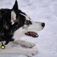 They do well in most climates, but may need to bundle up in the winter to keep warm. Five Fascinating Ways Dogs Stay Warm Dog Discoveries