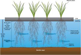 Maybe you would like to learn more about one of these? Nutrient Uptake By Constructed Floating Wetland Plants During The Construction Phase Of An Urban Residential Development Sciencedirect