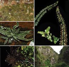 Image result for Aspleniaceae