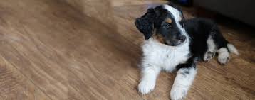 There are also fears that some crossbreeds are victims of their own popularity, and show up in puppy mills. Australian Retriever Dog Breed Facts And Information Wag Dog Walking
